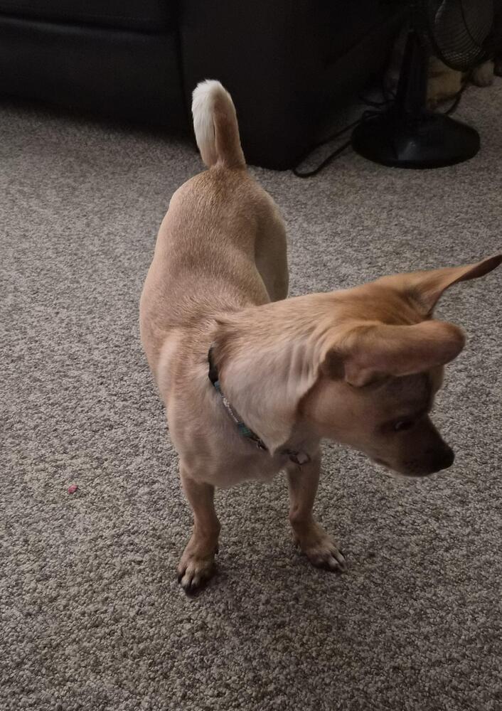 Ozzie