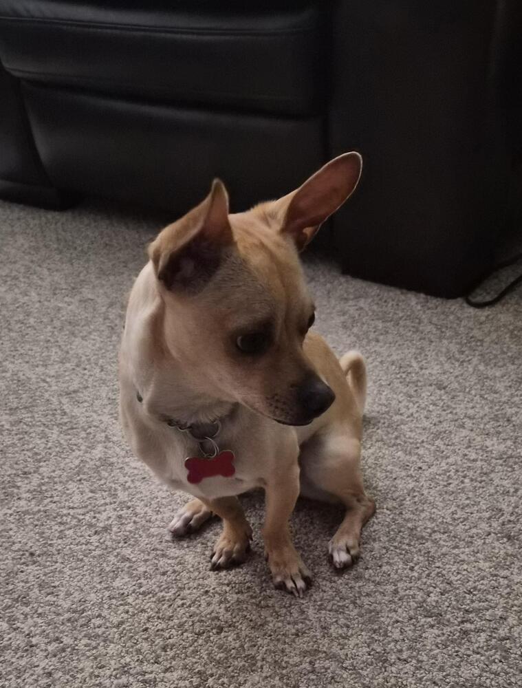 Ozzie