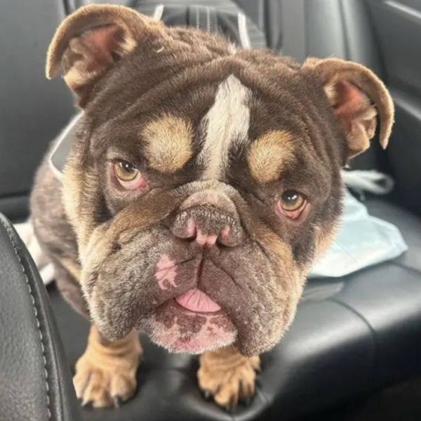 ROLO