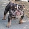 ROLO