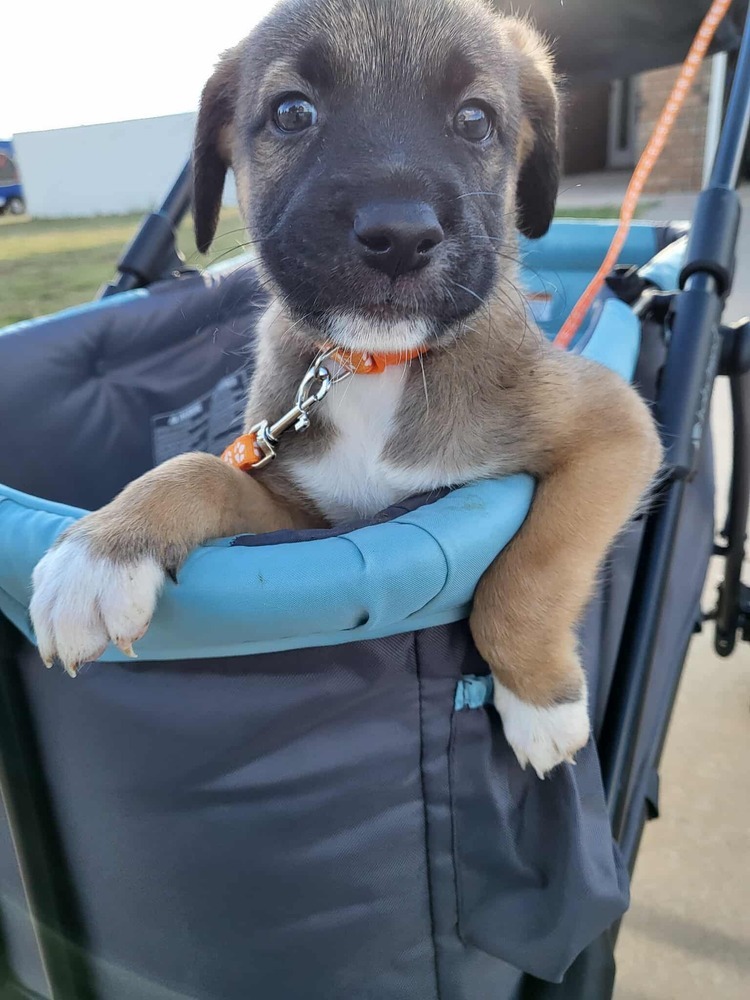 Sweet Candy Rolo Male fna Orange Band
