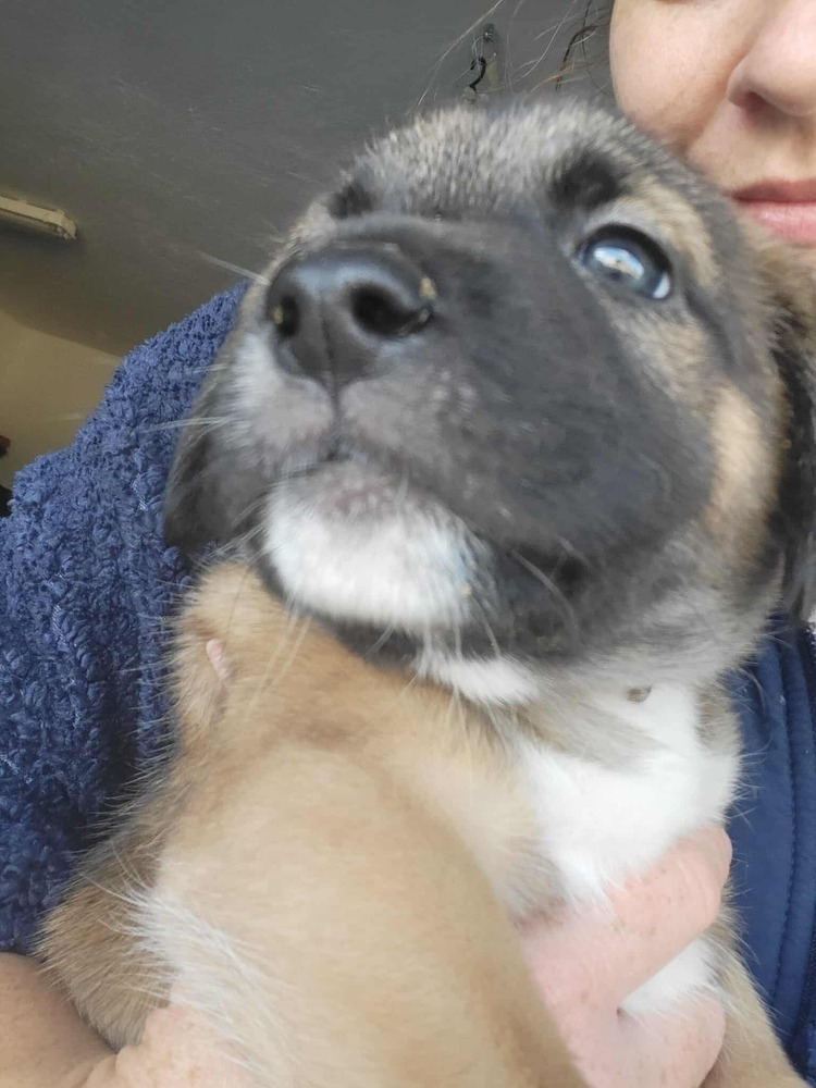 Sweet Candy Rolo Male fna Orange Band