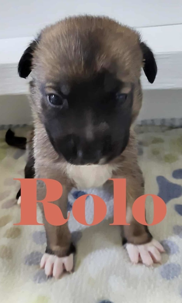Sweet Candy Rolo Male fna Orange Band