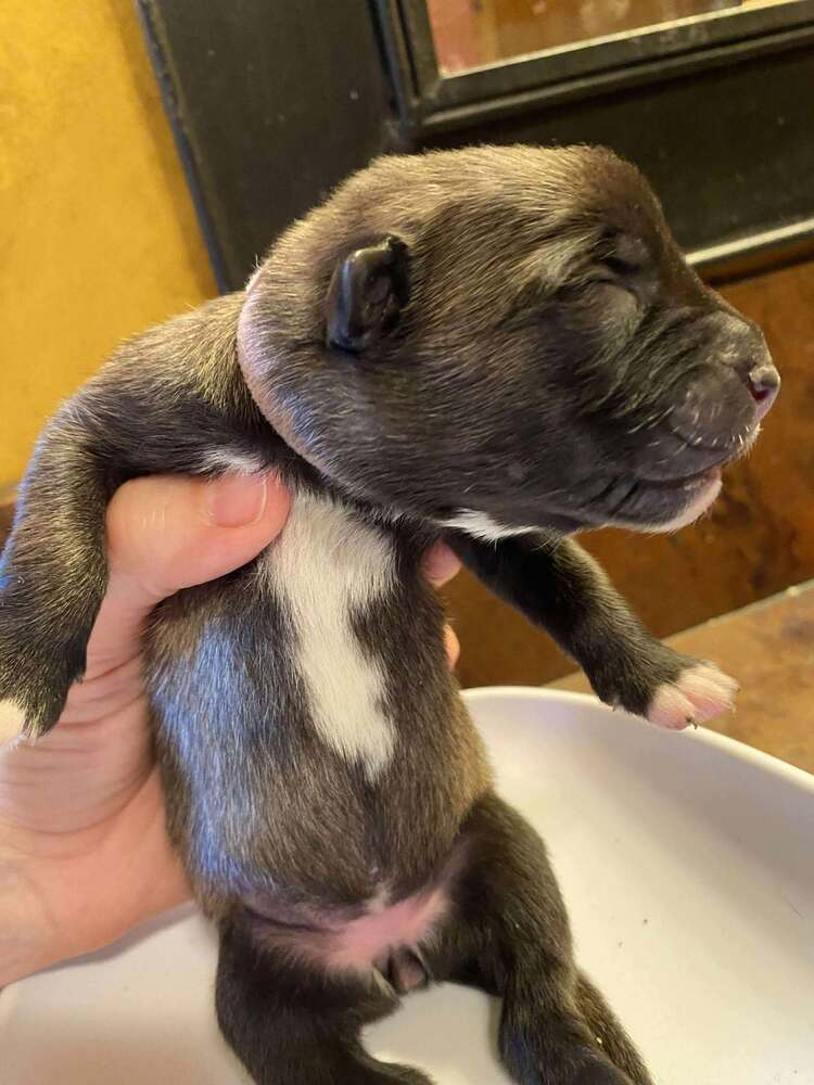 Sweet Candy Godiva Female fna Pink Band