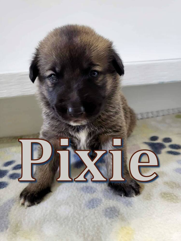 Sweet Candy Pixie Female fna Teal Band
