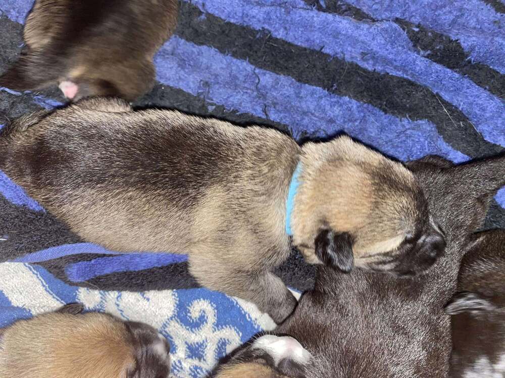 Sweet Candy Pixie Female fna Teal Band
