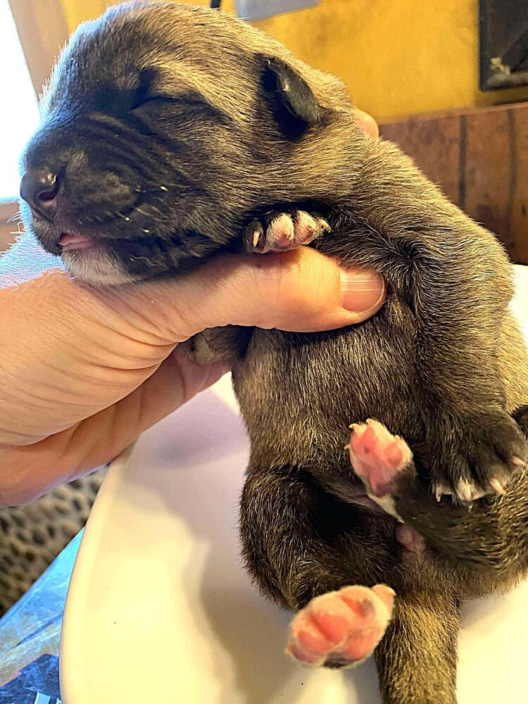 Sweet Candy Pixie Female fna Teal Band