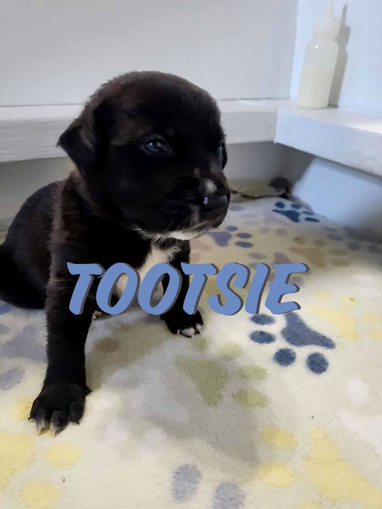 Sweet Candy Tootsie Female fna Yellow Band