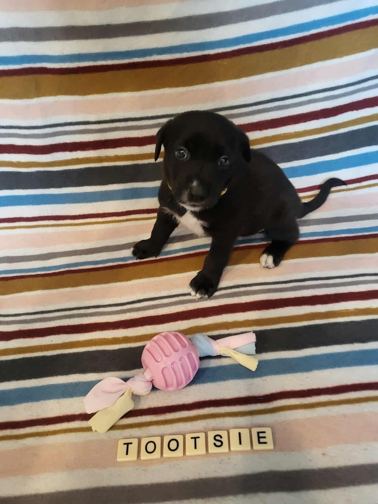 Sweet Candy Tootsie Female fna Yellow Band