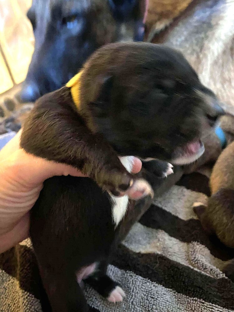 Sweet Candy Tootsie Female fna Yellow Band
