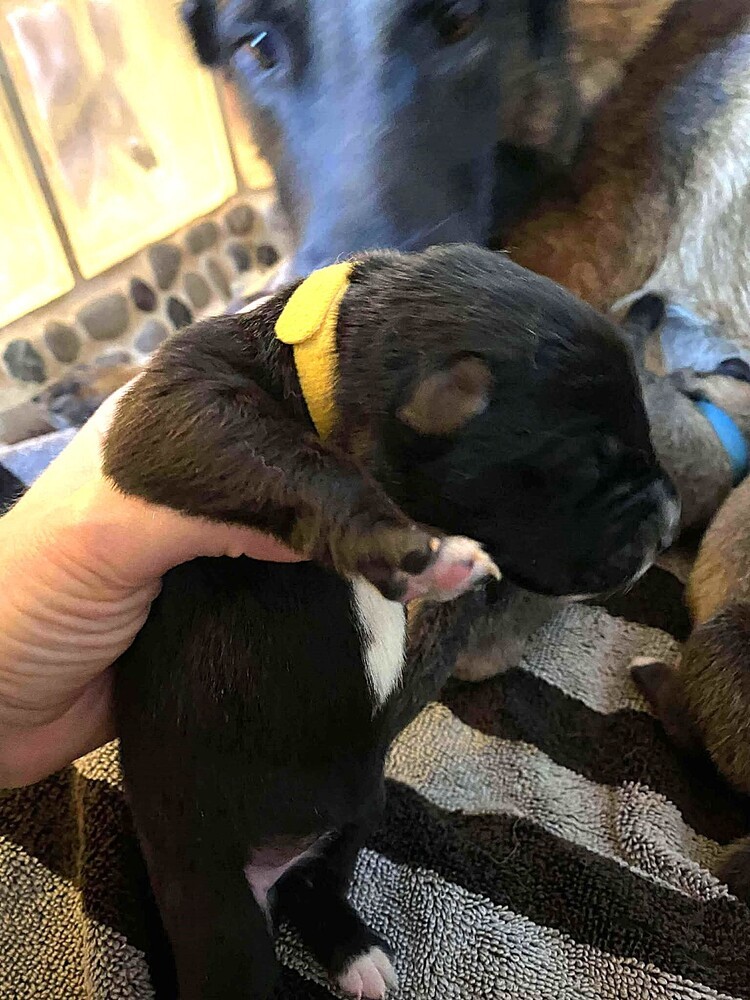 Sweet Candy Tootsie Female fna Yellow Band