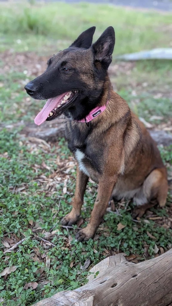 Sweet Candy Tootsie Female fna Yellow Band