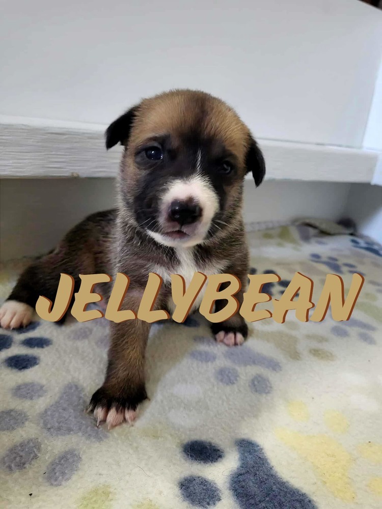 Sweet Candy Jelly Bean Female fna White Band