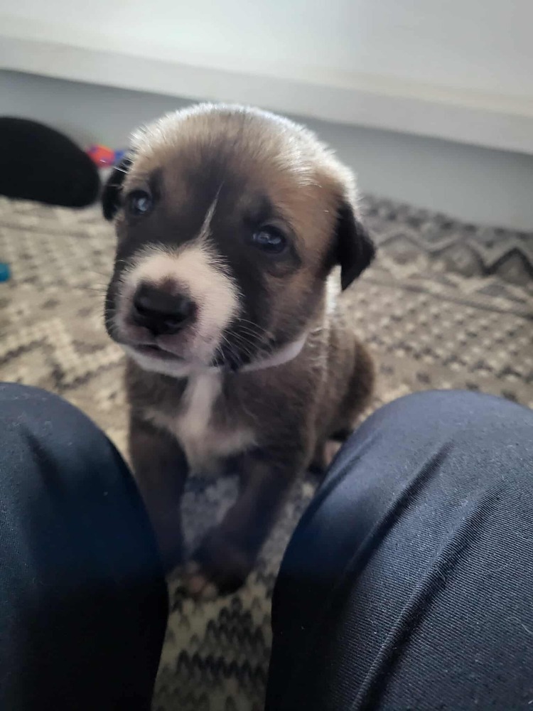 Sweet Candy Jelly Bean Female fna White Band