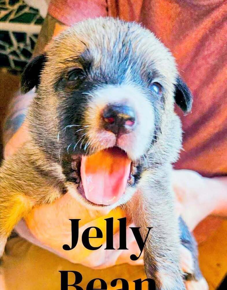 Sweet Candy Jelly Bean Female fna White Band