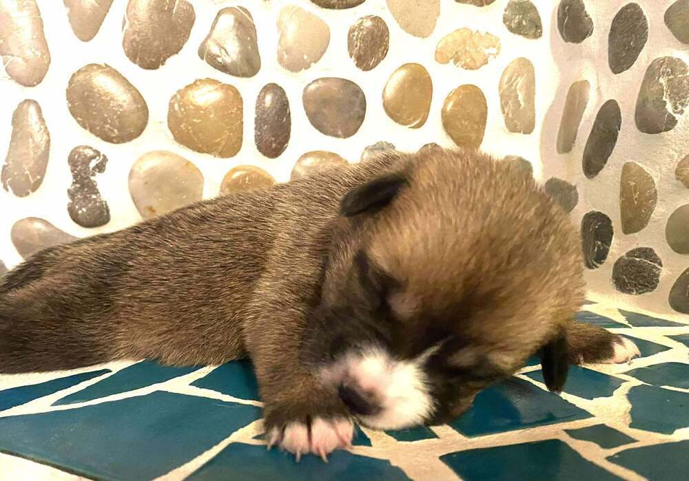 Sweet Candy Jelly Bean Female fna White Band