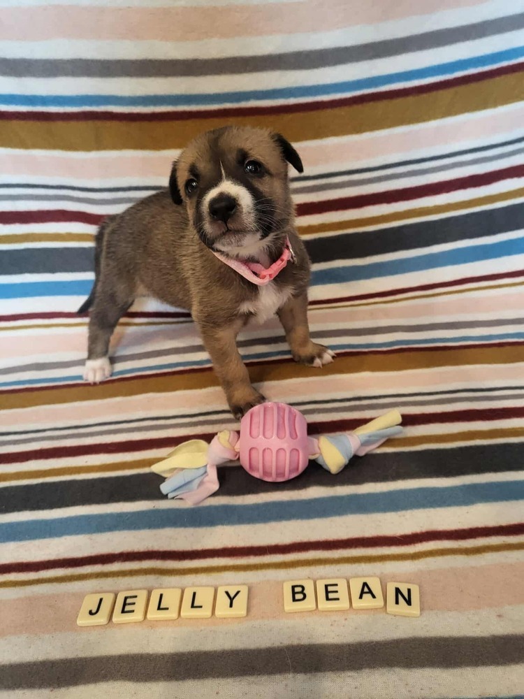 Sweet Candy Jelly Bean Female fna White Band