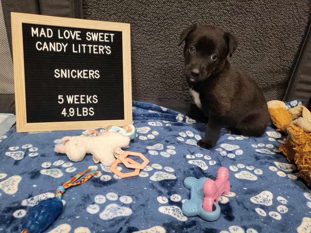 Sweet Candy Snickers Male fna Blue Band