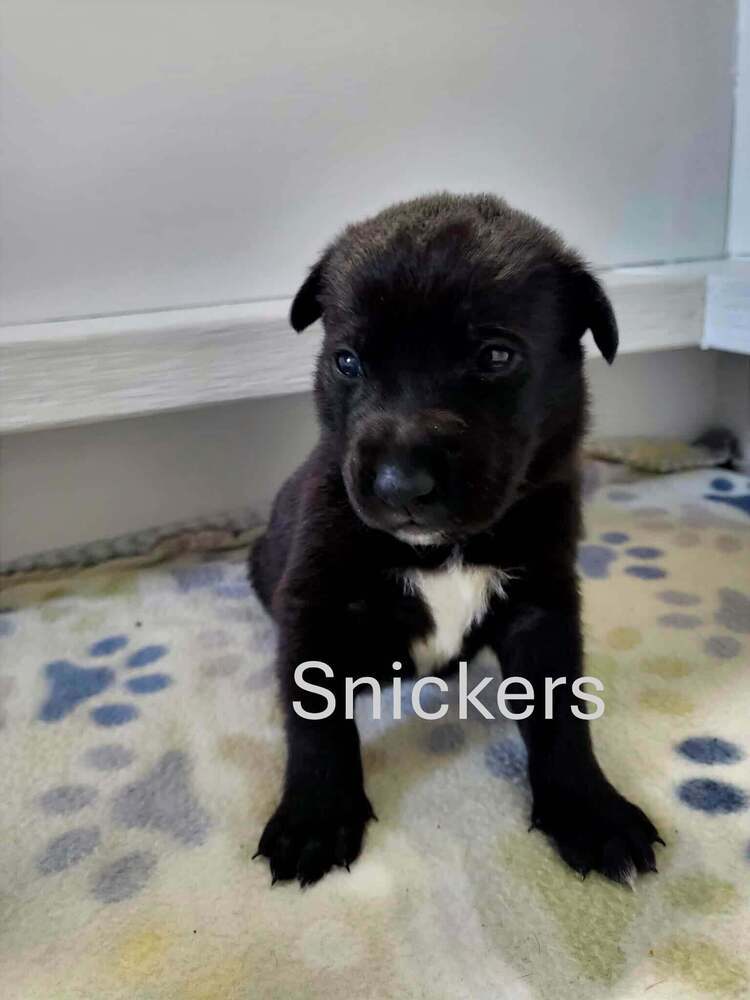 Sweet Candy Snickers Male fna Blue Band