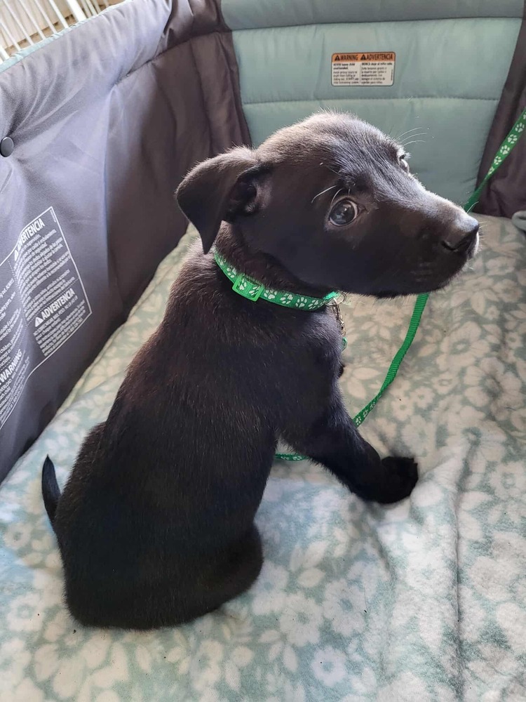 Sweet Candy Dove female fna Grey Band