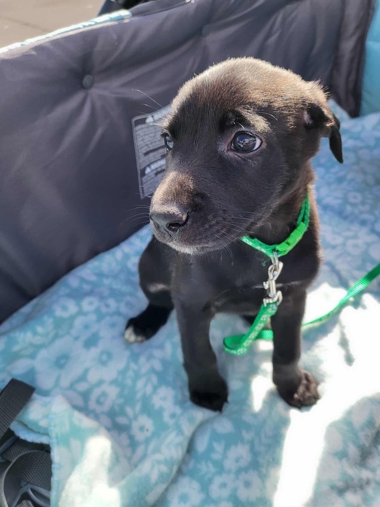 Sweet Candy Dove female fna Grey Band