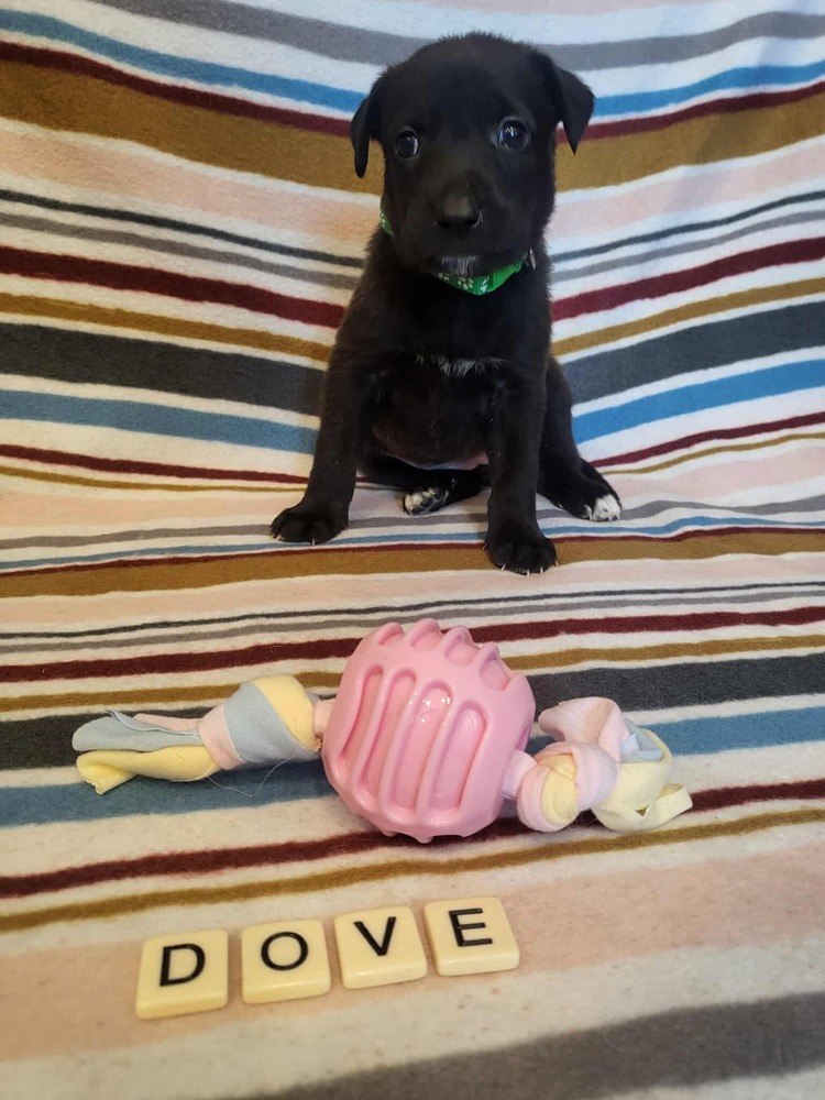 Sweet Candy Dove female fna Grey Band