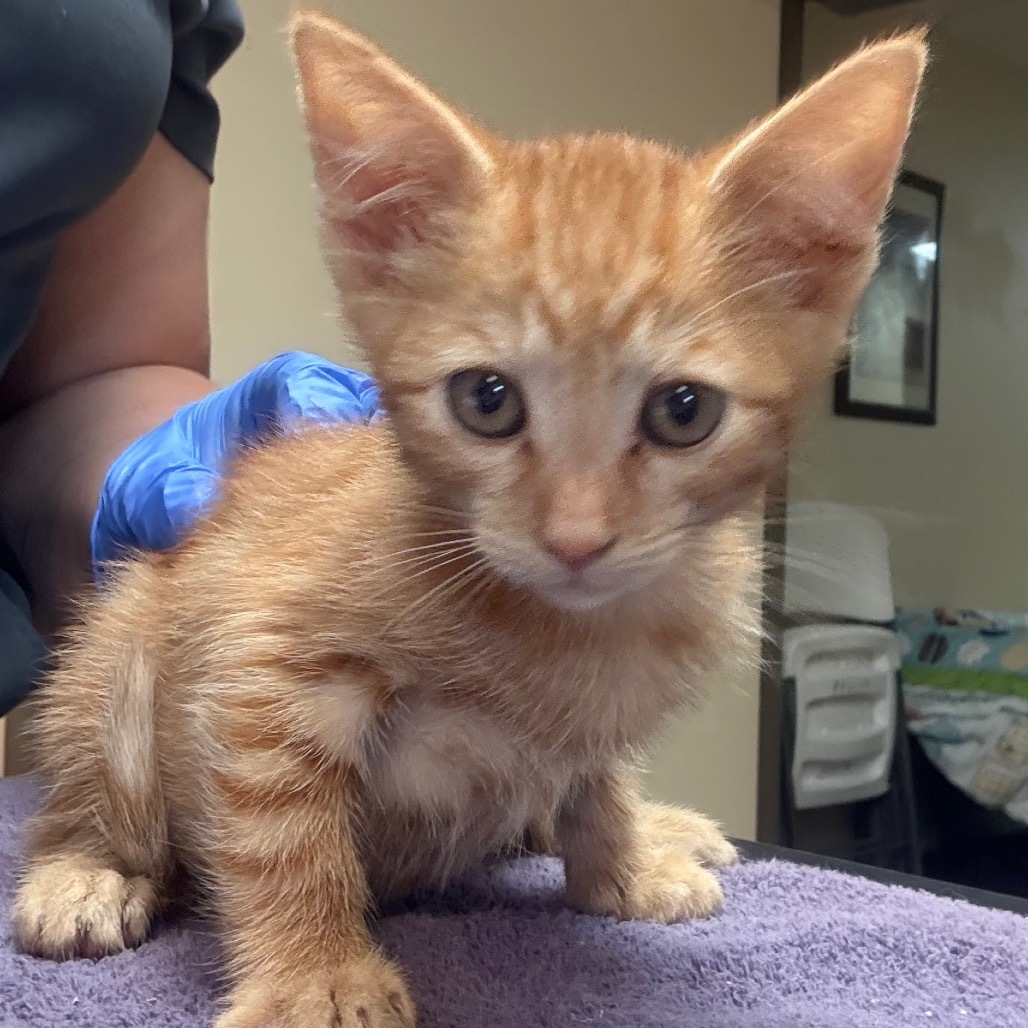 Alex w/ Clay- Adorable & Affectionate!