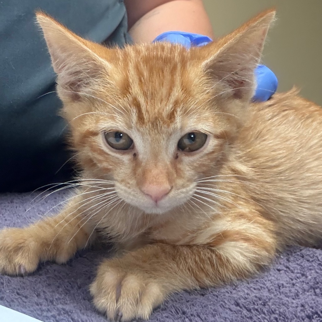 Alex w/ Clay- Adorable & Affectionate!