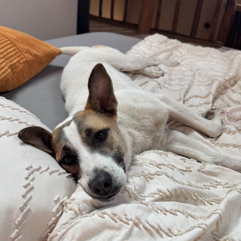 Lucy- Goofy Girl, an adoptable Jack Russell Terrier, Mixed Breed in Flagstaff, AZ, 86004 | Photo Image 1
