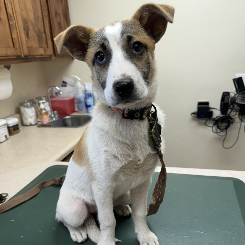 Lucy- Goofy Girl, an adoptable Jack Russell Terrier, Mixed Breed in Flagstaff, AZ, 86004 | Photo Image 2