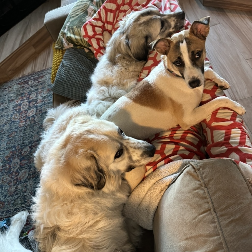 Lucy- Goofy Girl, an adoptable Jack Russell Terrier, Mixed Breed in Flagstaff, AZ, 86004 | Photo Image 3