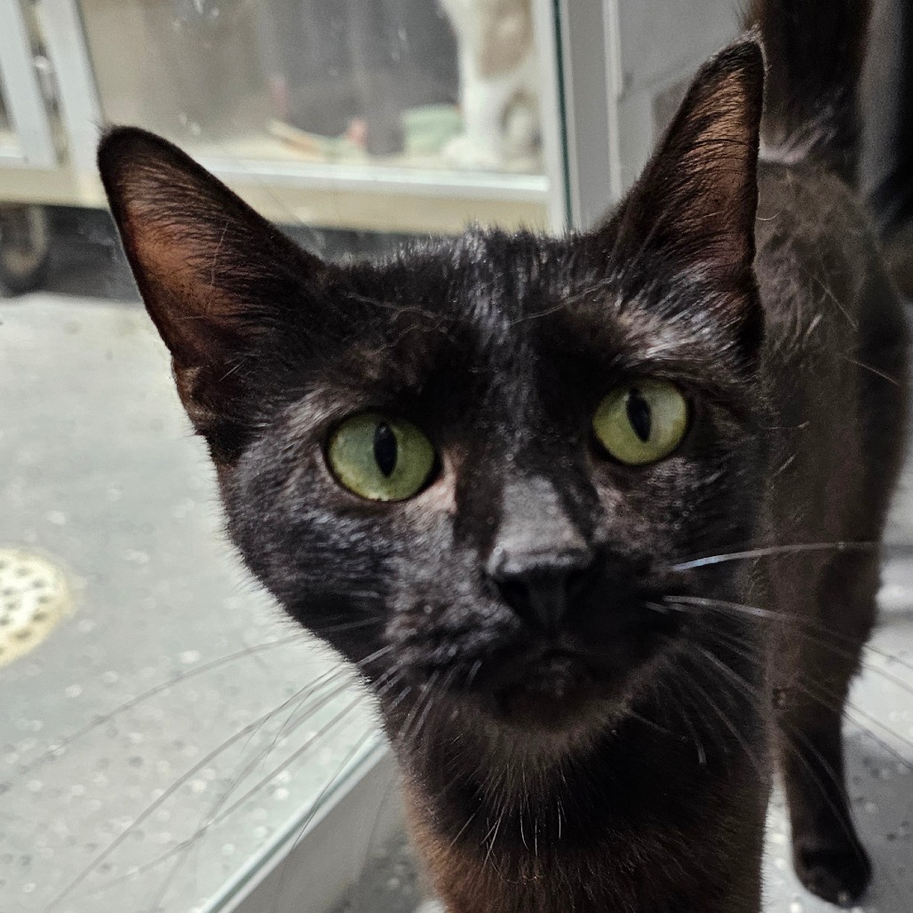 Blackie