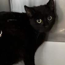Blackie