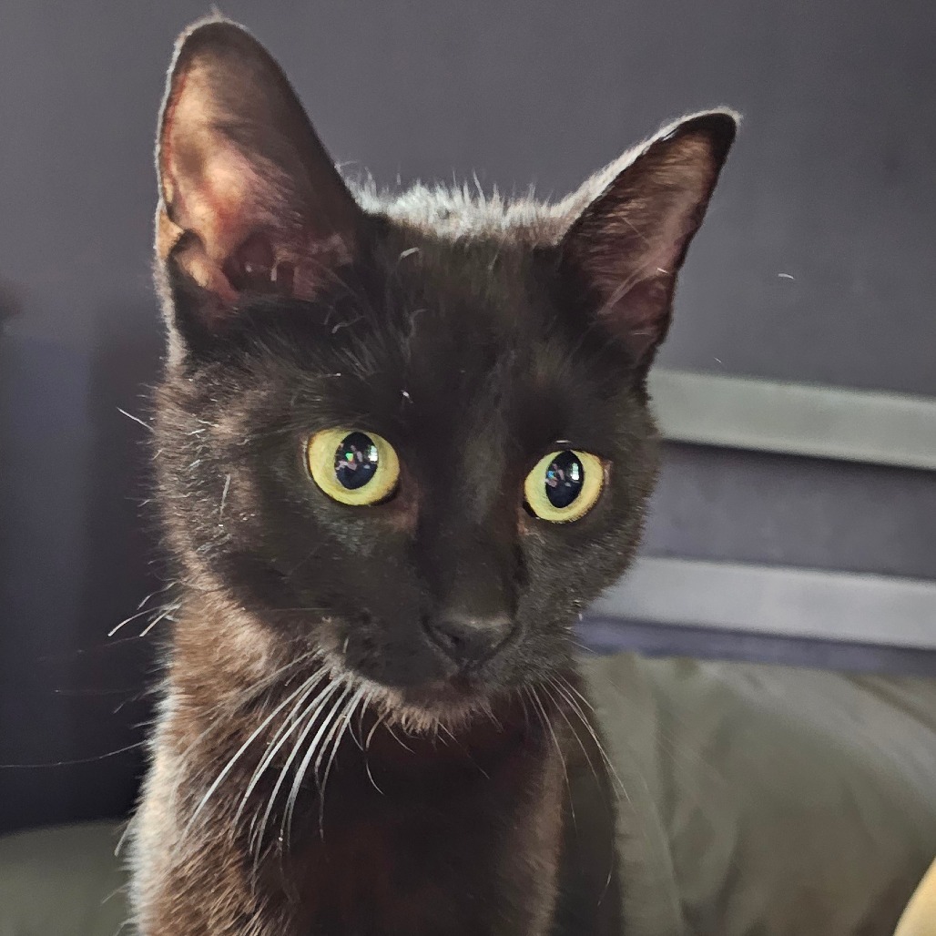 Blackie