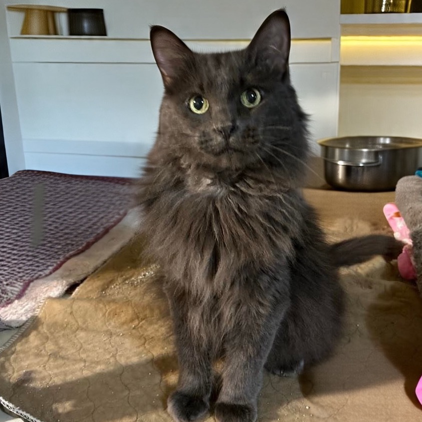 Willow, an adoptable Nebelung in Bountiful, UT, 84010 | Photo Image 2