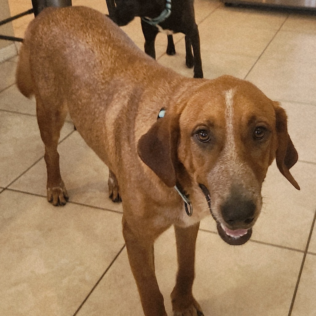 Napoleon, an adoptable Bloodhound, Cattle Dog in Phoenix, AZ, 85027 | Photo Image 1