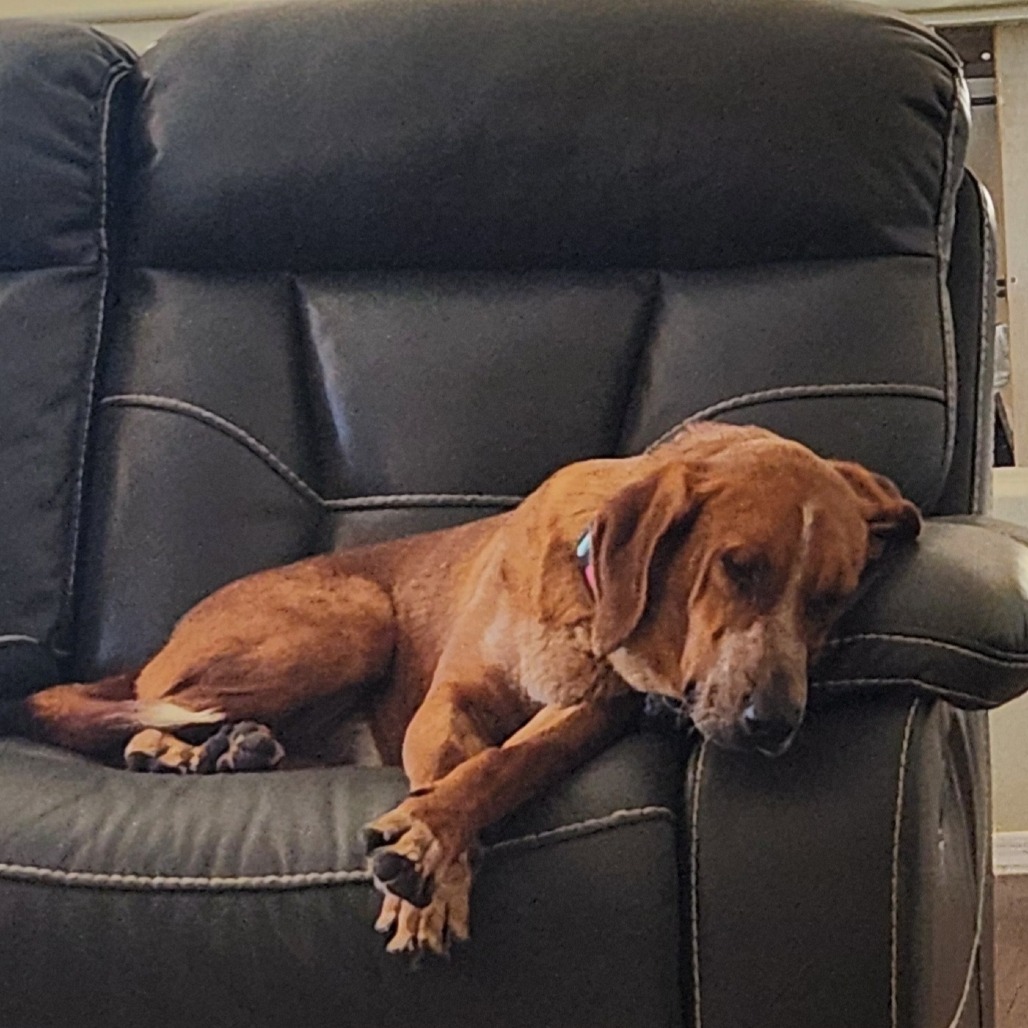 Napoleon, an adoptable Bloodhound, Cattle Dog in Phoenix, AZ, 85027 | Photo Image 4