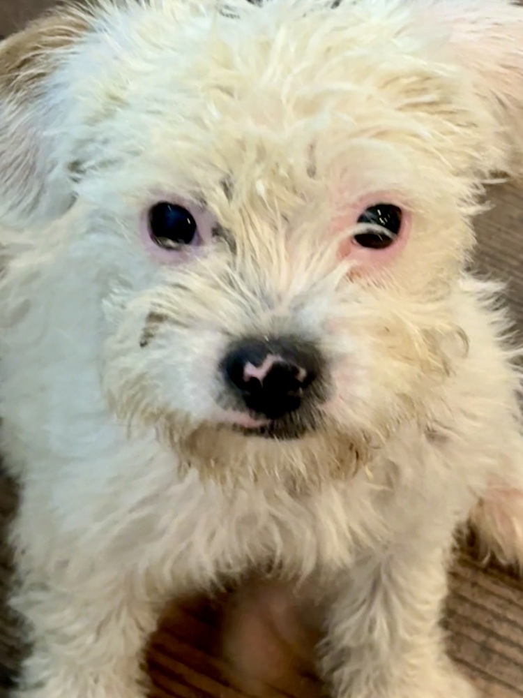 Arthur, an adoptable Poodle in Halifax, NS, B3J 3A5 | Photo Image 1