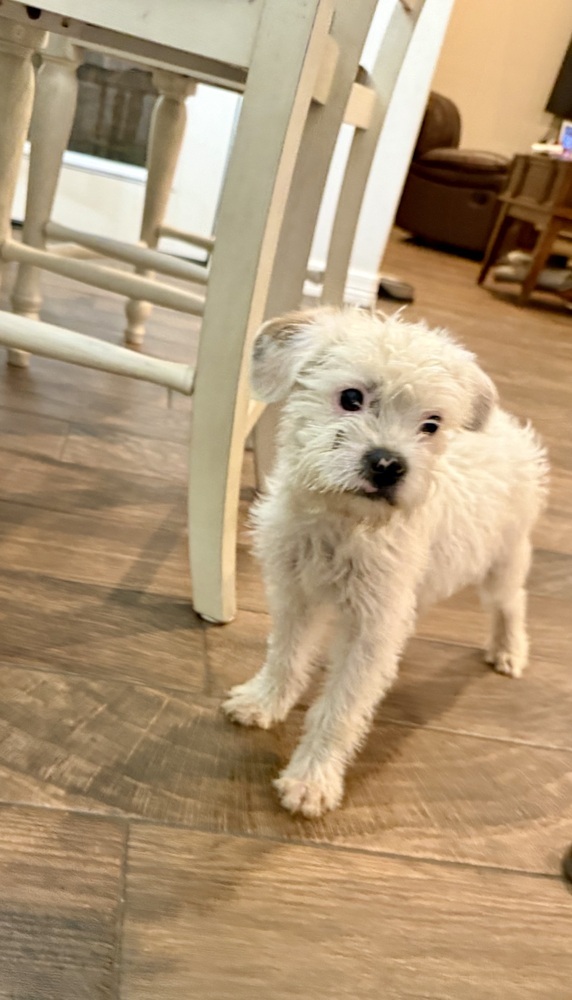 Arthur, an adoptable Poodle in Halifax, NS, B3J 3A5 | Photo Image 2