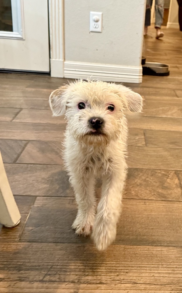 Arthur, an adoptable Poodle in Halifax, NS, B3J 3A5 | Photo Image 3