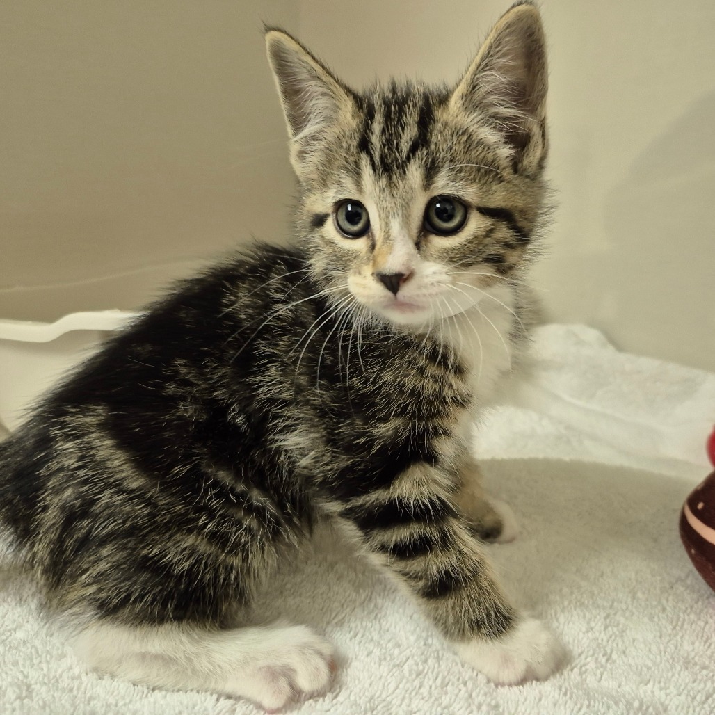 Astra, an adoptable Domestic Short Hair in Drumheller, AB, T0J 0Y0 | Photo Image 2