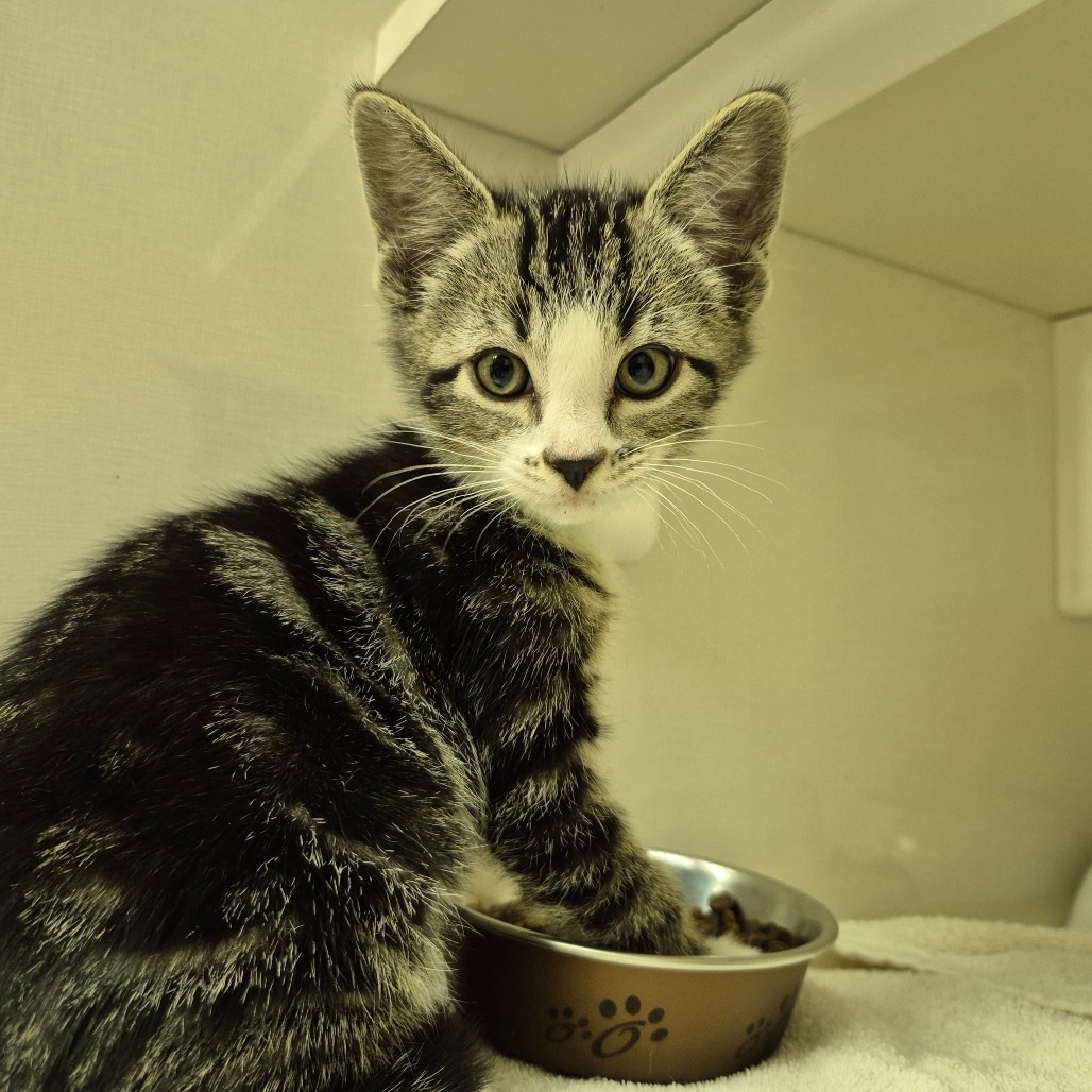 Cosmo, an adoptable Domestic Short Hair in Drumheller, AB, T0J 0Y0 | Photo Image 2