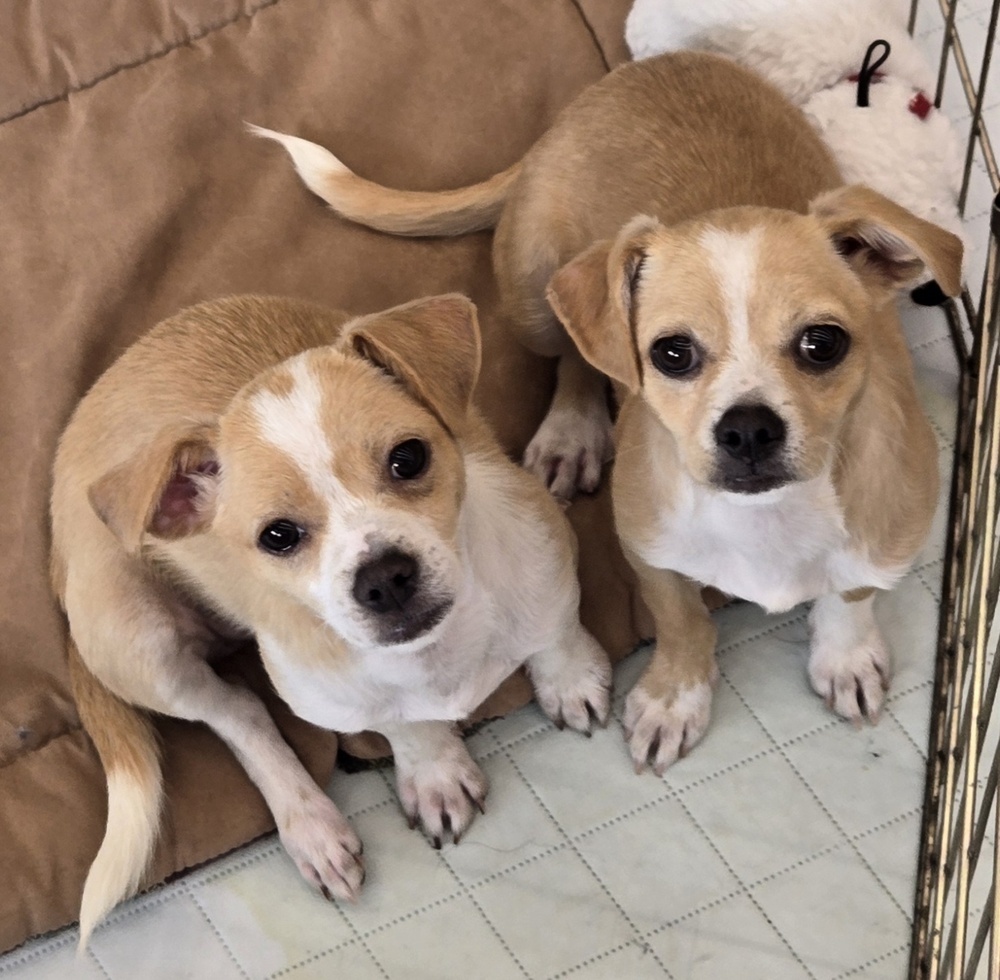 Apple, an adoptable Chihuahua, Terrier in Bend, OR, 97701 | Photo Image 2