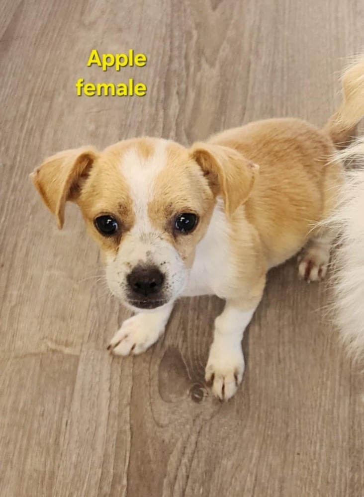 Apple, an adoptable Chihuahua, Terrier in Bend, OR, 97701 | Photo Image 3
