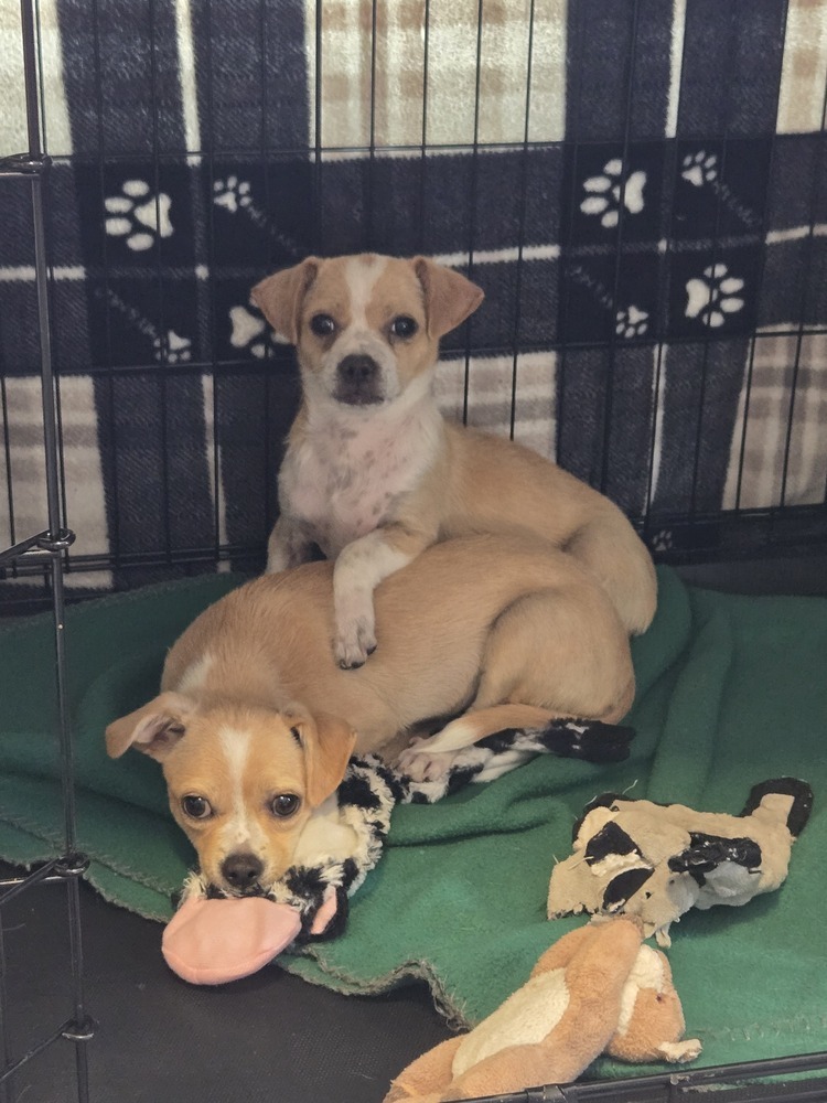 Apple, an adoptable Chihuahua, Terrier in Bend, OR, 97701 | Photo Image 4
