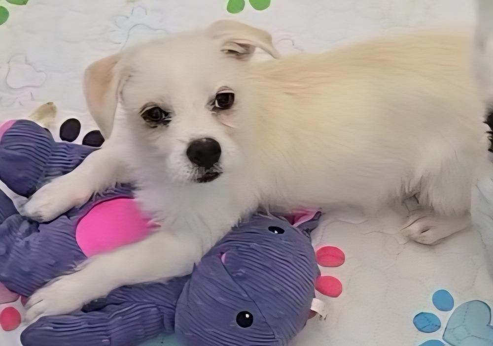 Crown, an adoptable Terrier, Maltese in Bend, OR, 97701 | Photo Image 1