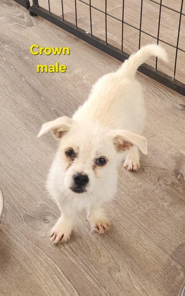 Crown, an adoptable Terrier, Maltese in Bend, OR, 97701 | Photo Image 2
