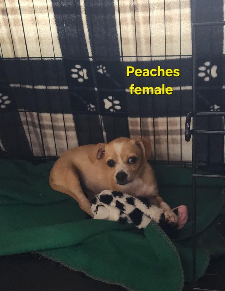 Peaches, an adoptable Chihuahua, Terrier in Bend, OR, 97701 | Photo Image 3