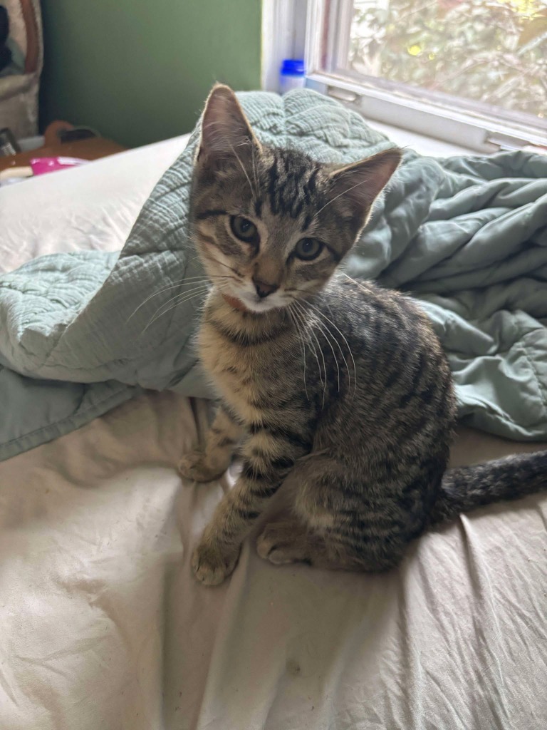 Waffle, an adoptable Domestic Short Hair in Cloquet, MN, 55720 | Photo Image 1