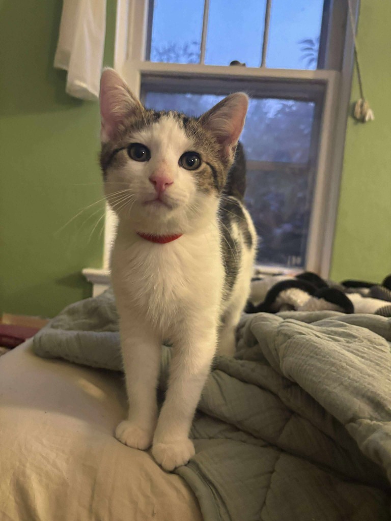 Bacon, an adoptable Domestic Short Hair in Cloquet, MN, 55720 | Photo Image 1
